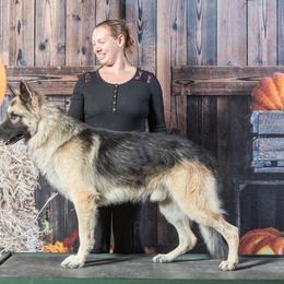 German Shepherds from Mercedes Gumbel