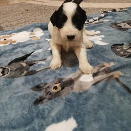 Oscar - Black male Goldendoodle puppy in Pleasant Hill, Iowa from Courtney Nicole's Mal Shihs & Goldendoodles
