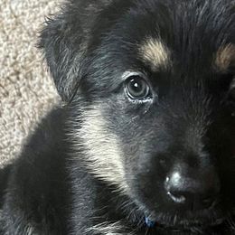 German Shepherds from Capers All-Star K9s