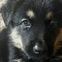 German Shepherds from Capers All-Star K9s