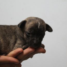 Saturn - Fawn brindled black female Chihuahua puppy in Willamina, Oregon from Cherished Chihuahuas