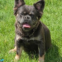 Misty - French Bulldog