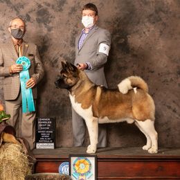 Macbeth - Akita