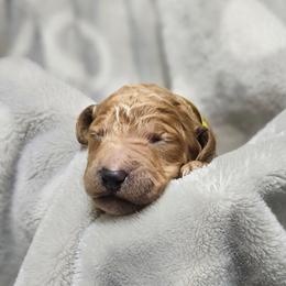 HONEY - Apricot male Goldendoodle puppy in Harris County, Texas from Cute & Curly Doodles