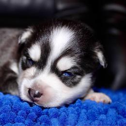Oogie Boogie - Black and white male Pomsky puppy in Centerville, Iowa from LJ Kennels Pomskies, LLC