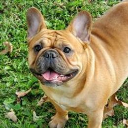 Tessie - French Bulldog