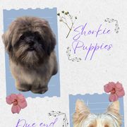 Shorkie puppies from Southern Yorkie Pies