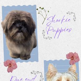 Shorkie puppies from Southern Yorkie Pies