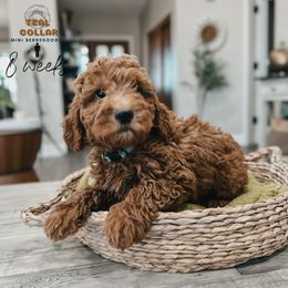 Bernedoodle, Goldendoodle, and Sheepadoodle Puppies from High Desert Doodles
