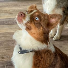 Gracie - Australian Shepherd