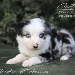 Cartier - Blue merle male Australian Shepherd puppy in Grapeland, Texas from Smokin K Aussies