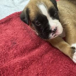Puppy 3 - Fawn male Boxer puppy in Nixa, Missouri from Molly Mo Boxers