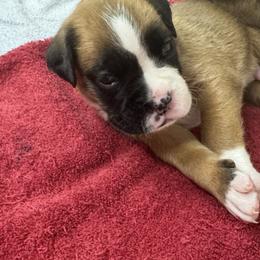 Puppy 3 - Fawn male Boxer puppy in Nixa, Missouri from Molly Mo Boxers