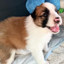 AKC CHAMPION BLOODLINE- Chewbacca - Sable male Border Collie puppy in Conroe, Texas from Aloha Border Collies- AKC Champion Bloodline
