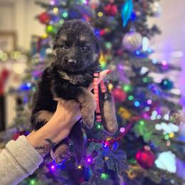 Pink collar female - Black and red female German Shepherd puppy in Eugene, Oregon from Vom Osuna K9s