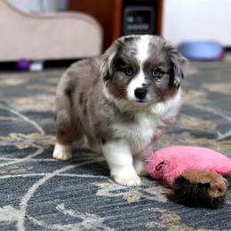 Axel - Blue merle male Toy Australian Shepherd puppy in Georgetown, Texas from Minikin Manor
