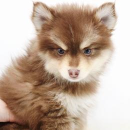 Porthos SALE 2900 - Chocolate male Pomsky puppy in Christiana, Tennessee from Smoky Mountain Pomskies