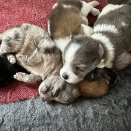 Chihuahua and Pomeranian Puppies from Cheyenne’s Pups