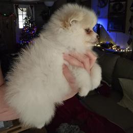 Pomeranian Puppies from Tiny treasures