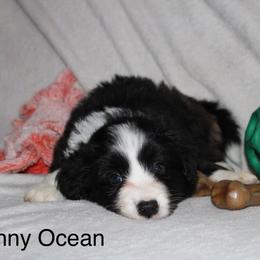 Danny Ocean - Black male Border Collie puppy in Crawfordsville, Indiana from Rescued Dreams Border Collies