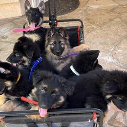 German Shepherd Puppies from Brooks High Quality Breeders