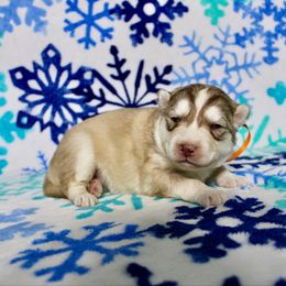 Fiona(S7) - Red and white female Siberian Husky puppy in Lunenburg, Vermont from SNOW WOOLY HUSKY