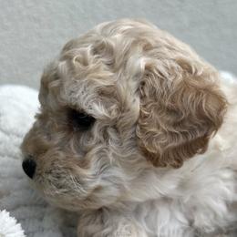 Shihpoos from Zoeys puppies