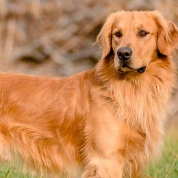 Golden Retrievers from Golden Horse Farm