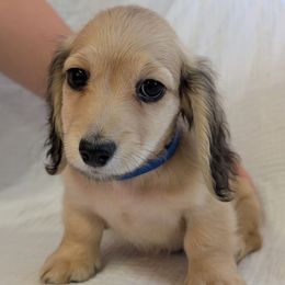 MASERATI - Cream male Dachshund puppy in Moscow, Idaho from Bailiwick of Gurnsey