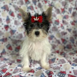 Sugar - Parti female Yorkshire Terrier puppy in Florence, Alabama from Yorkies of Forest Creek