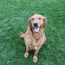 Sadie - Golden Retriever