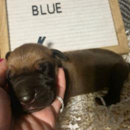 Blue Collar - Fawn male Great Dane puppy in Byron, Georgia from Dynamic Danes