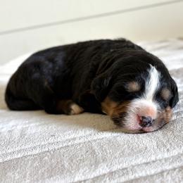 Jock - Black rust and white male Bernese Mountain Dog puppy in Oregon City, Oregon from N.W. Mountain Retrievers