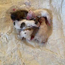 Chihuahua Puppies from Jacquelyn Florea