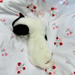 Mercedes - Black and white female Havanese puppy in Hawthorne, Florida from Havanese Acres