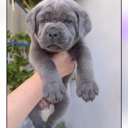 Grey male - Gray male Cane Corso puppy in California from Donato Kennels