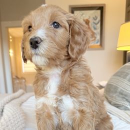 Lime Green Collar - Apricot male Goldendoodle puppy in Greer, South Carolina from Blue Ridge Goldens