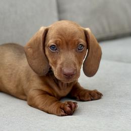 Tangelo - Red male Dachshund puppy in Florida from Niki Humphries' Dachshunds