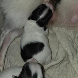 Darla's boy 1 - White black and tan male Papillon puppy in Forest City, North Carolina from Eastern Papillions