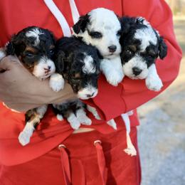 Bernedoodle and Cavapoo Puppies from Lawler’s Legacy Litters