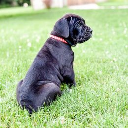 Hot Pink - Black brindle female Cane Corso puppy in St. Augustine, Florida from Ancient City Cane Corso