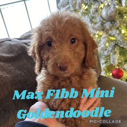 Max - Apricot Goldendoodle puppy in Missouri from B&C Goldendoodles