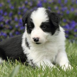 Border Collie Puppies from Midnight Border Collies