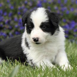 Border Collie Puppies from Midnight Border Collies