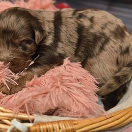 Rose - Red merle female Aussiedoodle puppy in Prescott Valley, Arizona from Ramirez Family Doodles