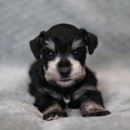 Ratchet - Black and silver male Miniature Schnauzer puppy in Tremonton, Utah from Rocky Mountain Schnauzer