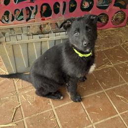 Damien - Bi-color male German Shepherd puppy in Livingston, Kentucky from Illyria Dox & GSD