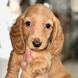 Buzz - Dapple male Dachshund puppy in Ceres, California from Rockin' M’s LilBitty Dachshunds (LBD)