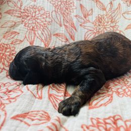 Goldendoodle Puppies from Truly More Doodles