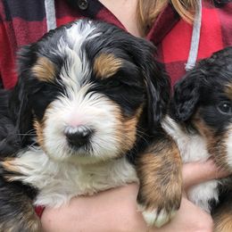 Bernedoodles from DMV Doodles